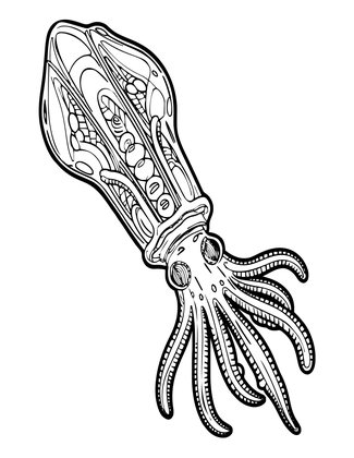Glass Squid - Free printable coloring page