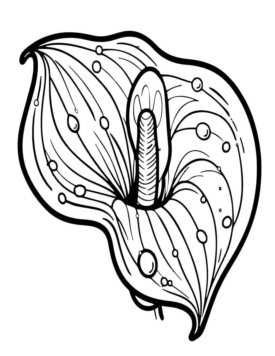 Calla Lily Dew - free printable coloring page