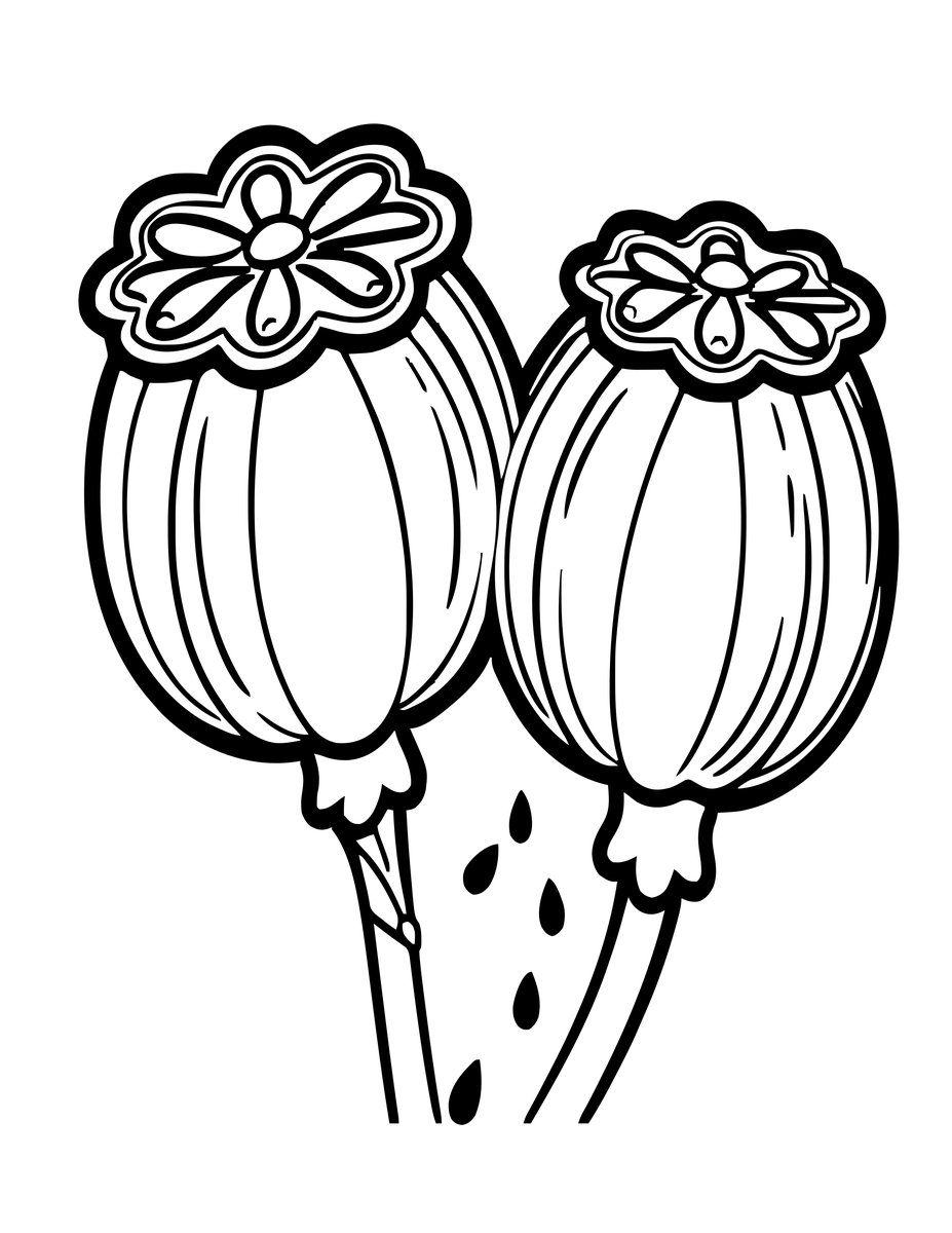 Carnation Seed Pod - free printable coloring page