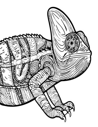 Chameleon Skin - Free printable coloring page