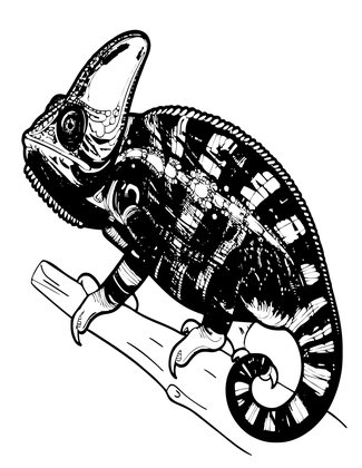 Panther Chameleon - Free printable coloring page