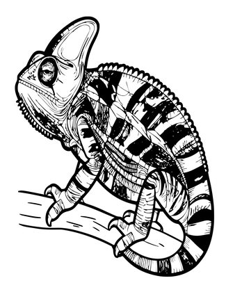 Female Chameleon - Free printable coloring page