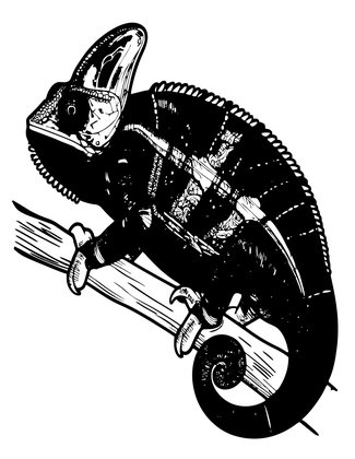 Panther Chameleon - Free printable coloring page