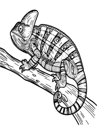 Meller's Chameleon - Free printable coloring page