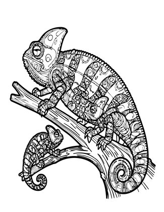Chameleon Family Tree - Free printable coloring page