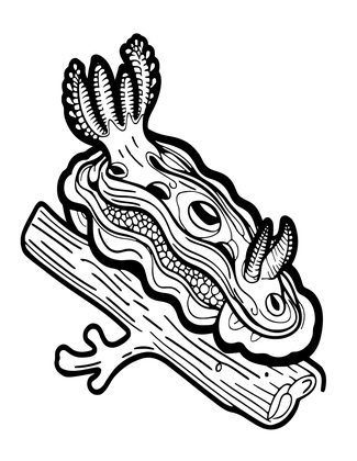 Nudibranch - Free printable coloring page
