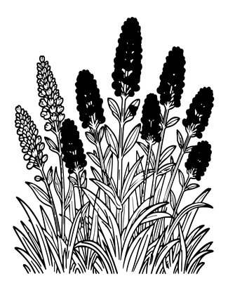 Knapweed and Scabious - Free printable coloring page
