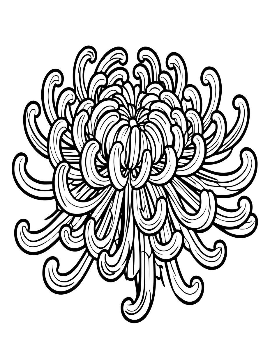 Spider Chrysanthemum - free printable coloring page