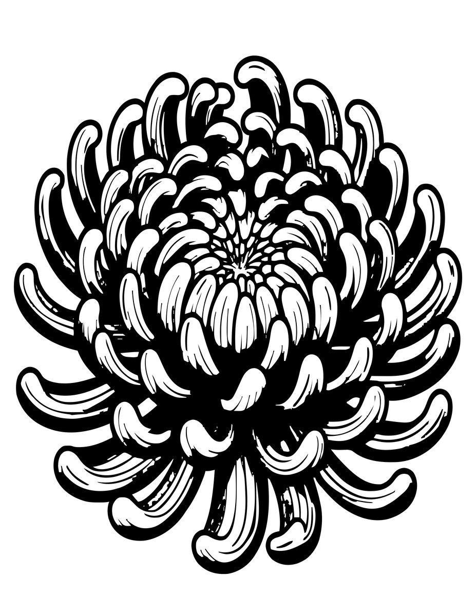 Reflexed Chrysanthemum - free printable coloring page