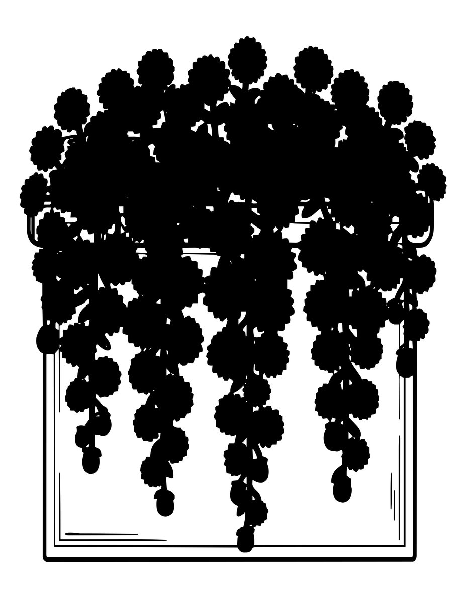 Aster Wall - free printable coloring page