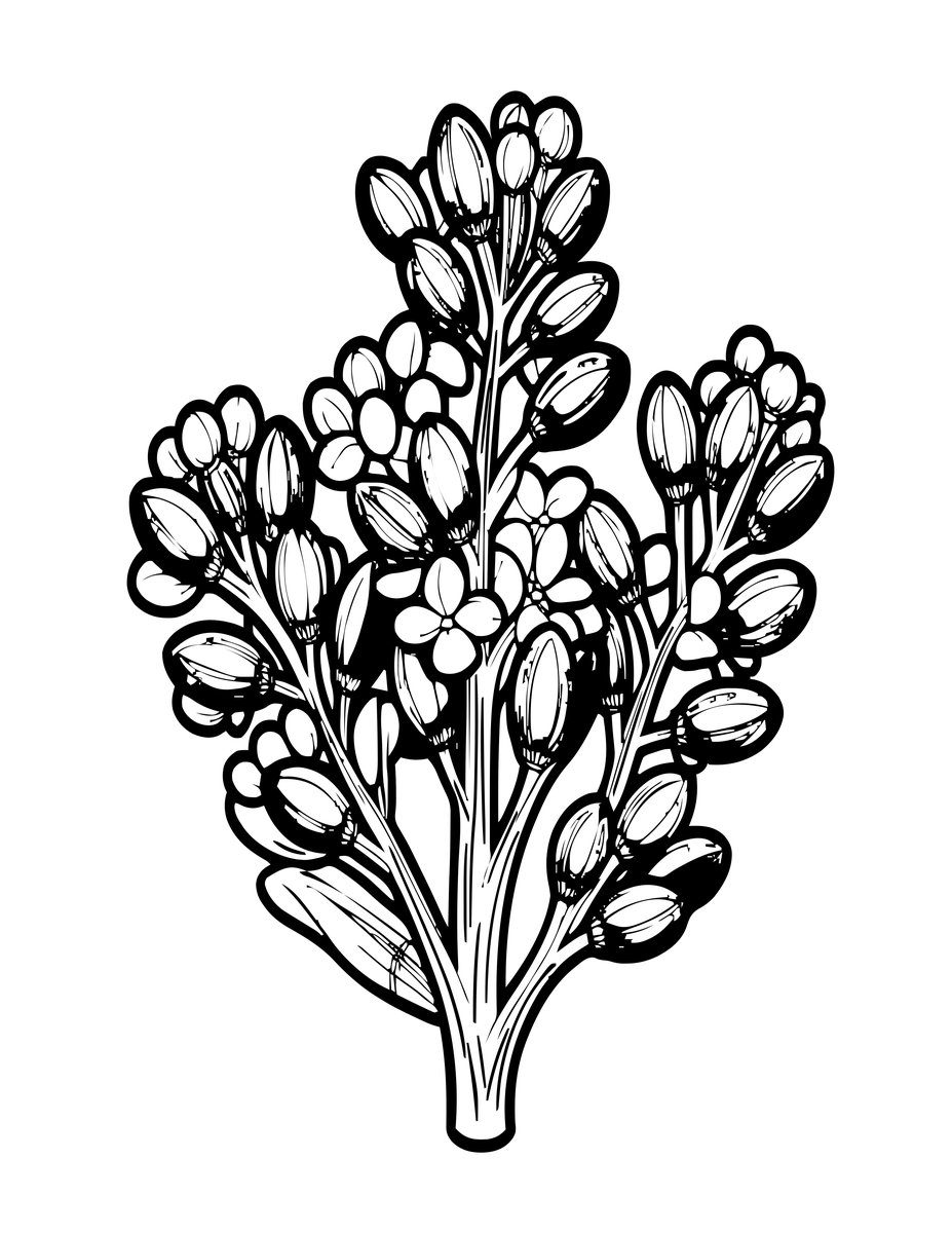 Larkspur Seed Pod - free printable coloring page