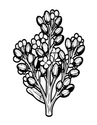 Larkspur Seed Pod - Free printable coloring page