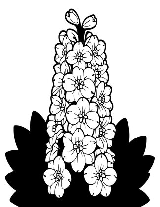 White Delphinium - Free printable coloring page