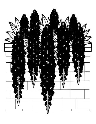 Purple Cascade - Free printable coloring page