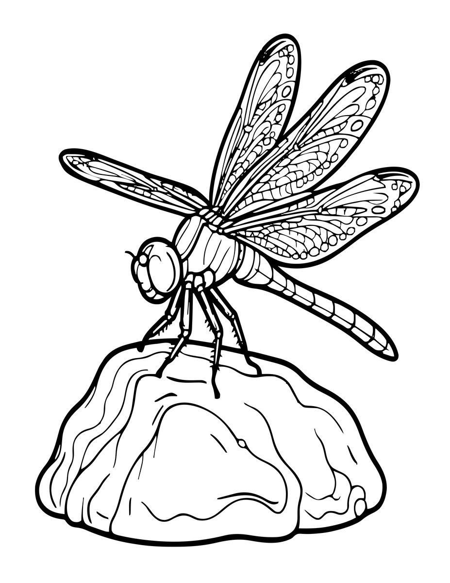 Skimmer on Rock - free printable coloring page