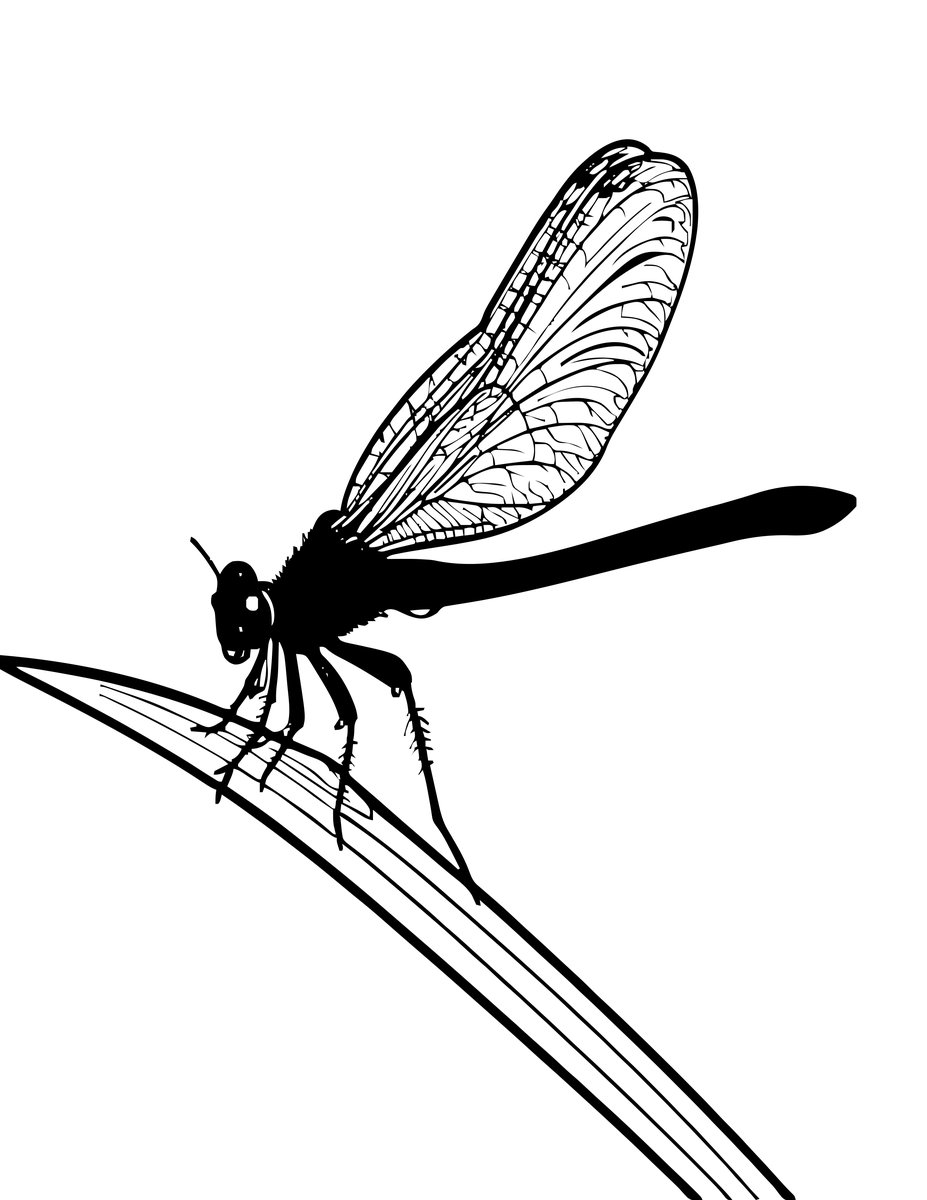 Damselfly - free printable coloring page