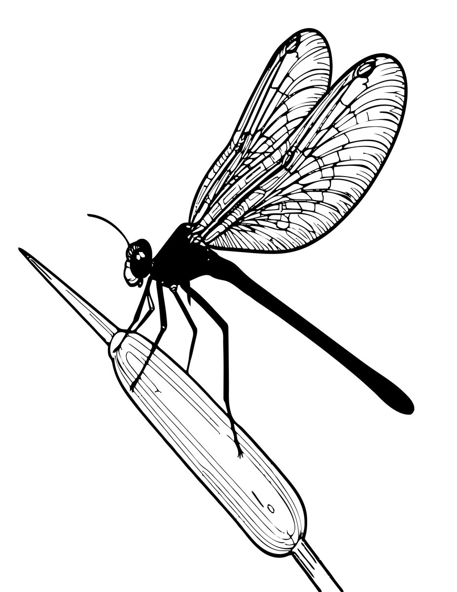 Damselfly - free printable coloring page