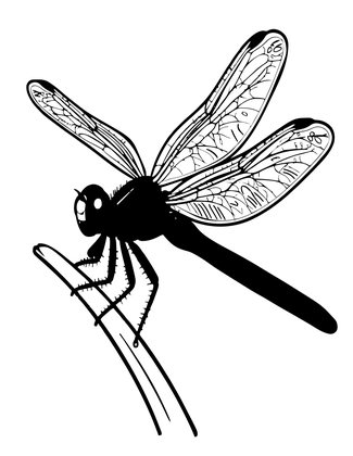Blue Dragonfly - Free printable coloring page