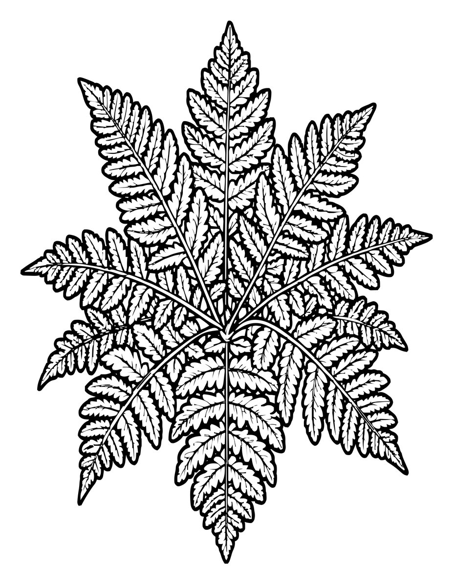 Snowflake Fern - free printable coloring page