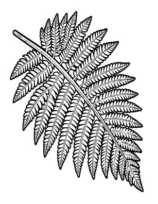 Backlit Fern - Free printable coloring page