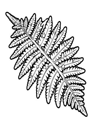 Fern and Dewdrops - Free printable coloring page