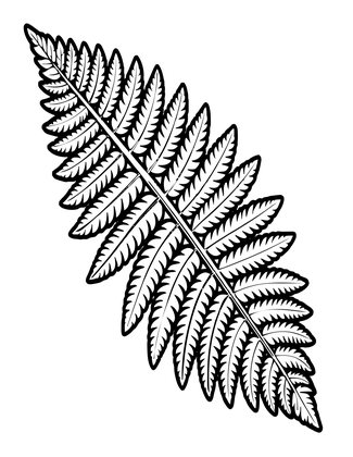 Silver Fern - Free printable coloring page
