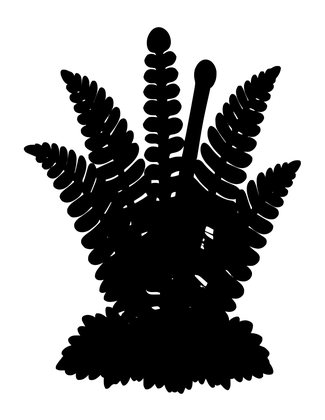 Cinnamon Fern - Free printable coloring page