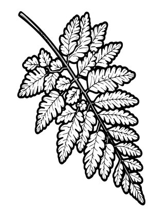 Maidenhair Fern - Free printable coloring page
