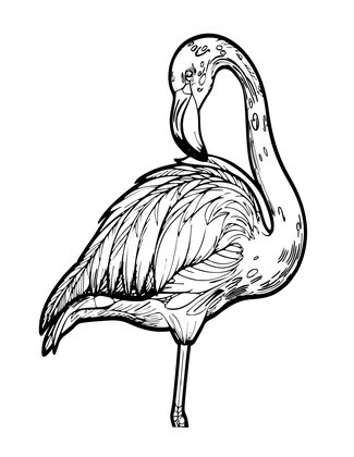 Flamingo Preening - Free printable coloring page