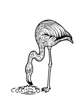 Flamingo Feeding - Free printable coloring page