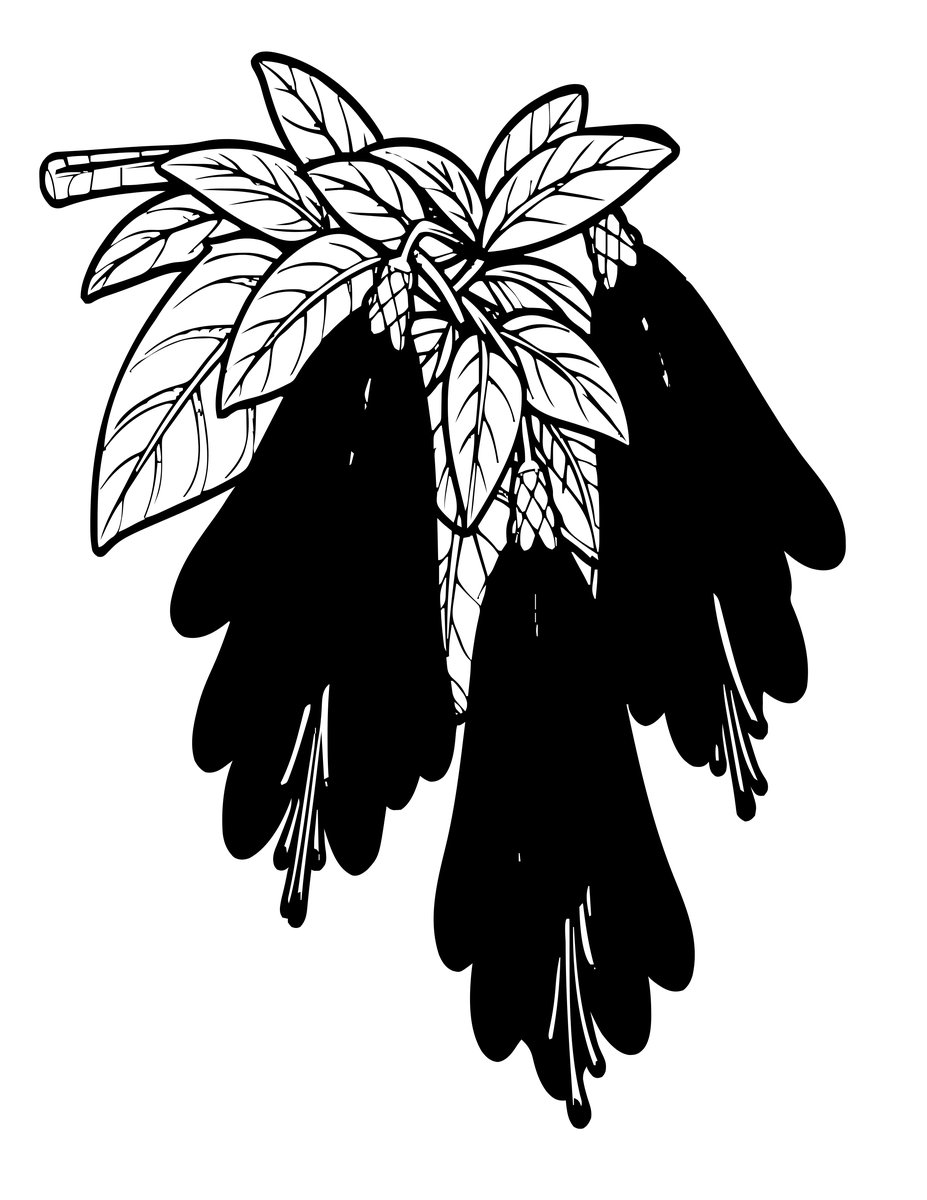 Triphylla Fuchsia - free printable coloring page