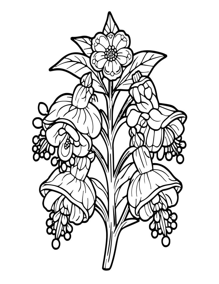White Fuchsia - free printable coloring page
