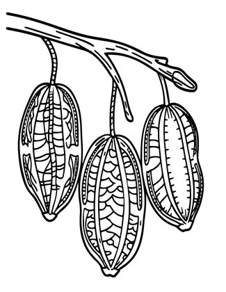 Bleeding Heart Seed - Free printable coloring page