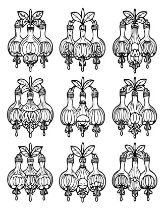 Fuchsia Varieties - Free printable coloring page