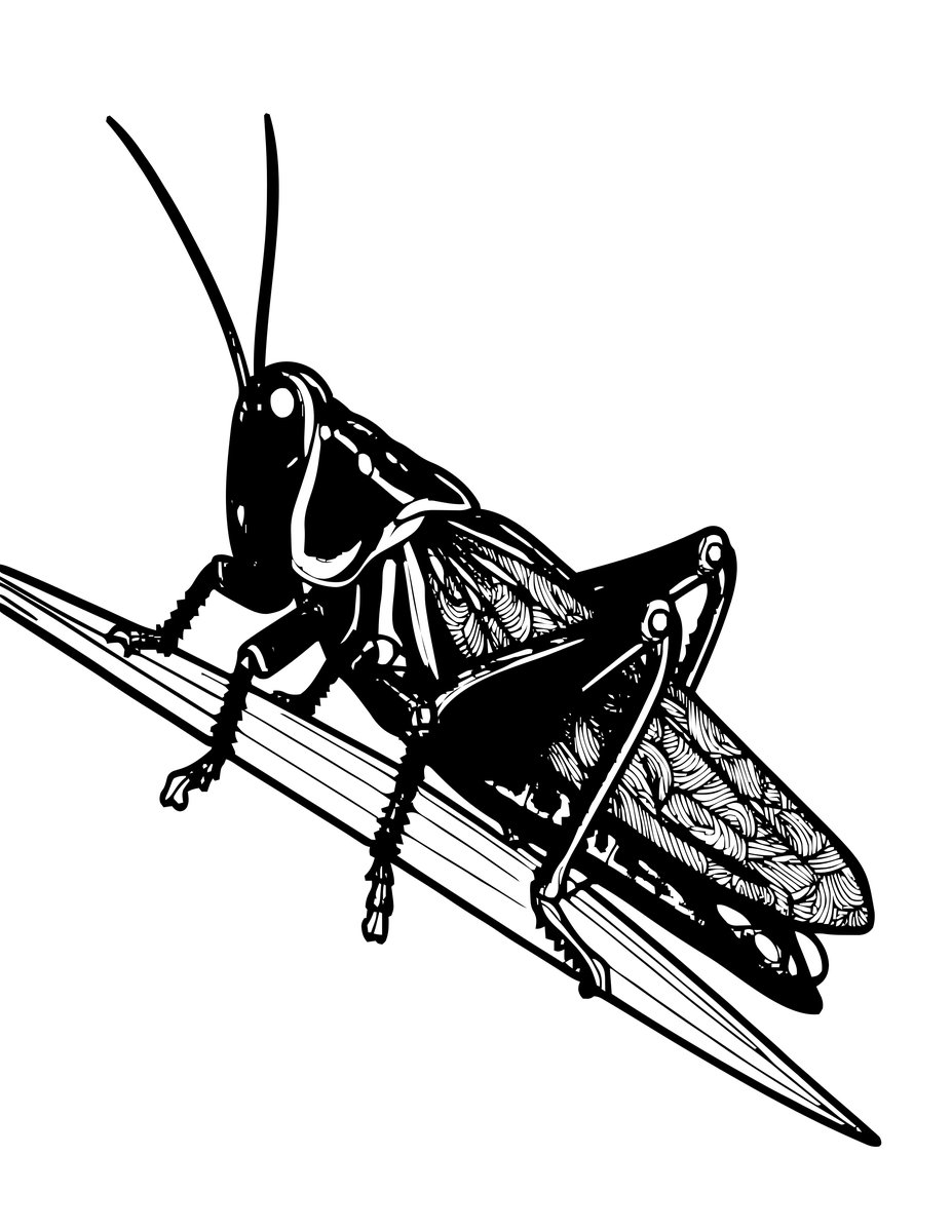 Grasshopper - free printable coloring page
