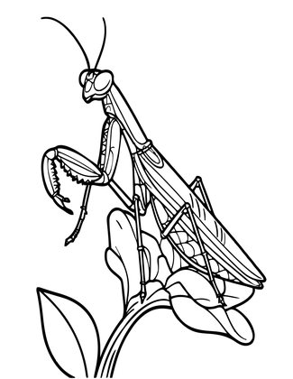 Praying Mantis - Free printable coloring page