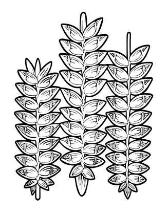 Botanical Plate - Free printable coloring page