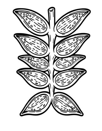 Stem Cross-Section - Free printable coloring page