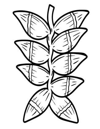Bract Detail - Free printable coloring page