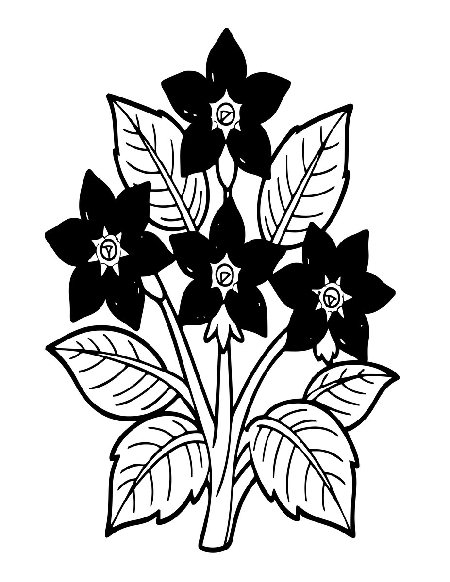Borage Flowers - free printable coloring page