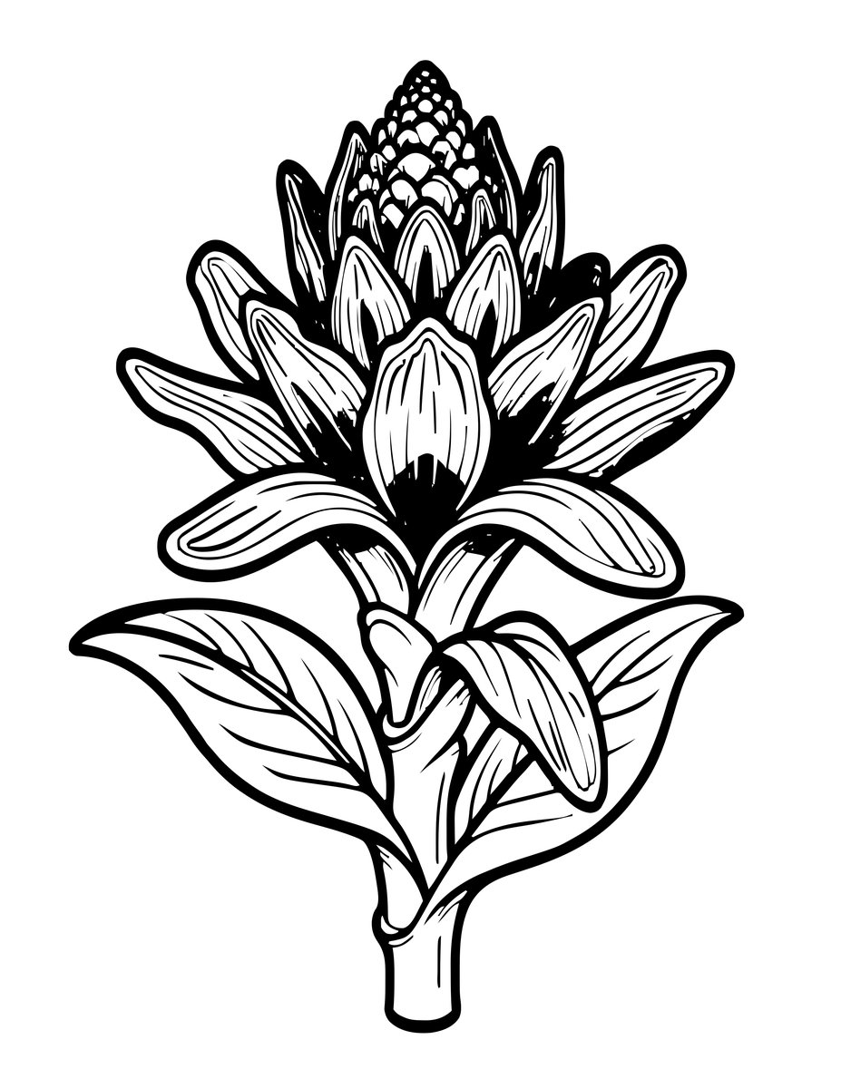 Alpinia Ginger - free printable coloring page