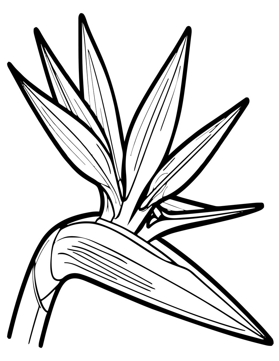 Strelitzia Close-up - free printable coloring page