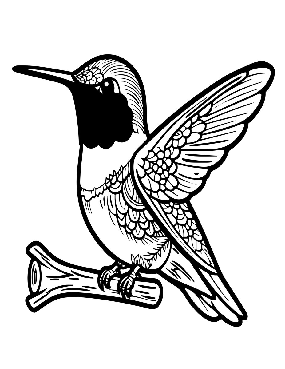 Anna's Hummingbird - free printable coloring page