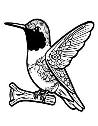 Anna's Hummingbird - Free printable coloring page