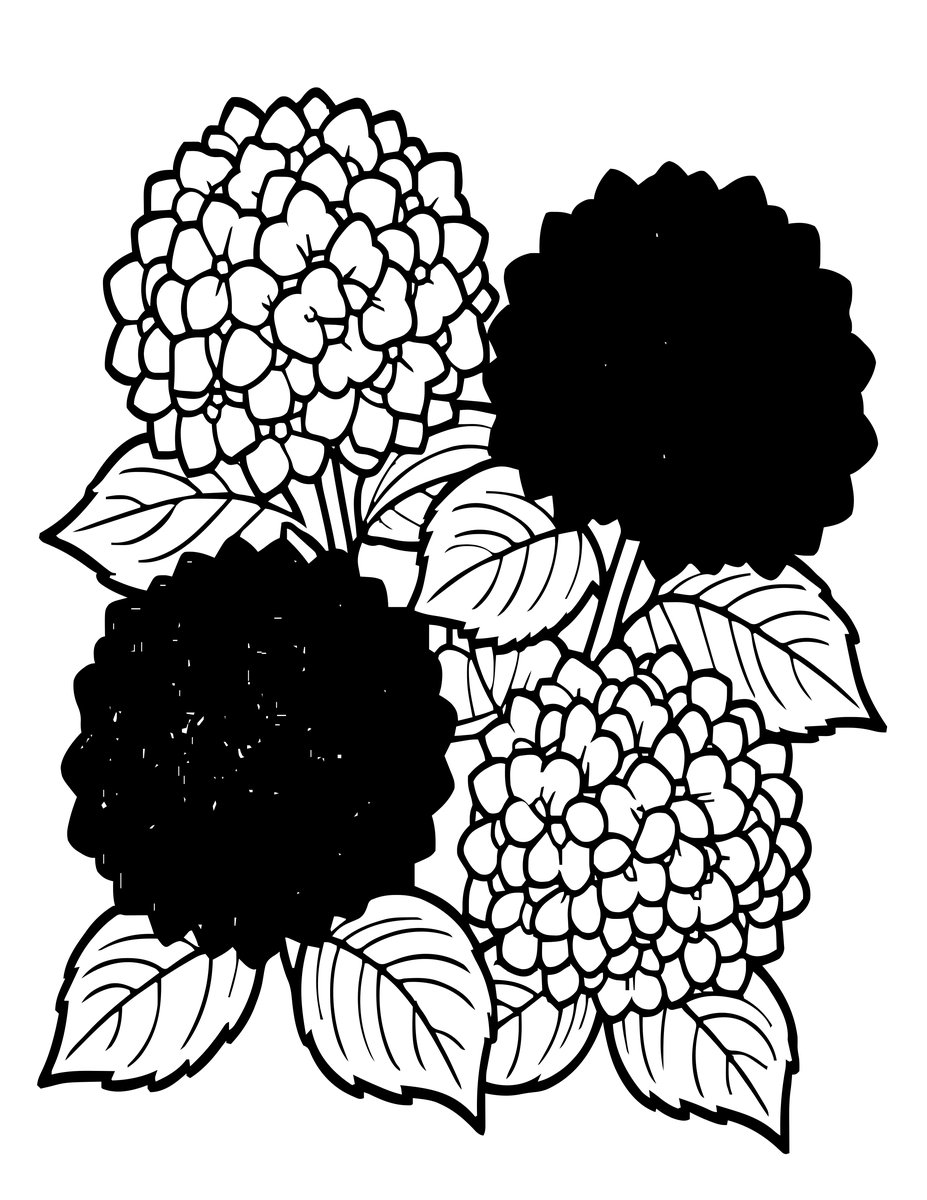 Pink Hydrangea - free printable coloring page