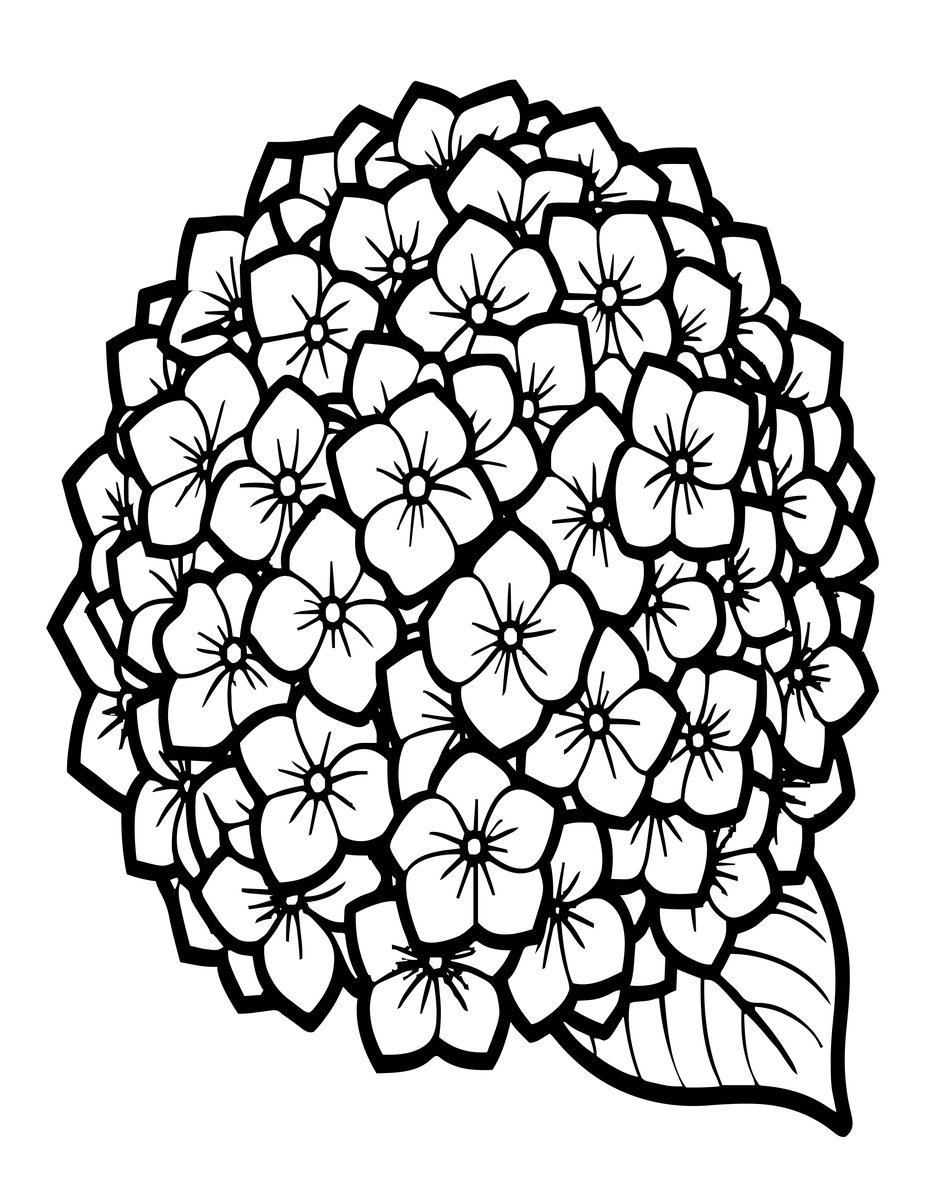 Paniculata Hydrangea - free printable coloring page