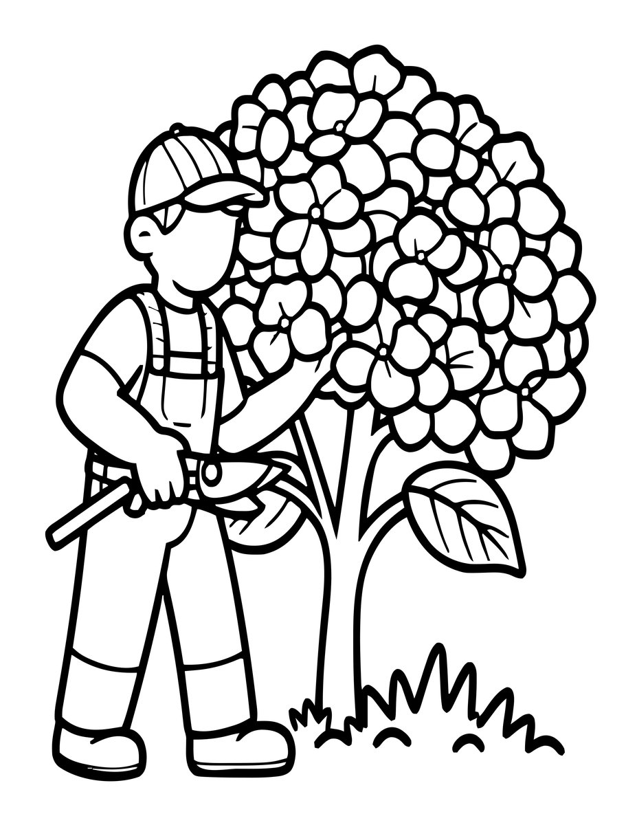 Hydrangea Pruning - free printable coloring page