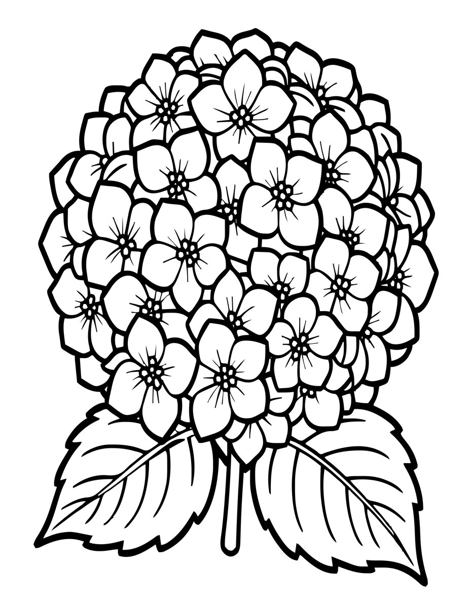 Hydrangea Botanical - free printable coloring page