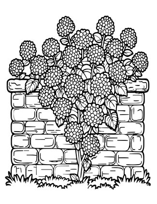 Climbing Hydrangea - Free printable coloring page