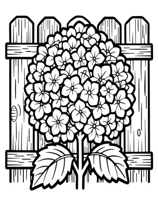 Oakleaf Hydrangea - Free printable coloring page